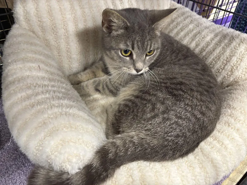 A young medium-sized male Tabby cat named Branch Must Apply In for adoption in Georgetown, KY