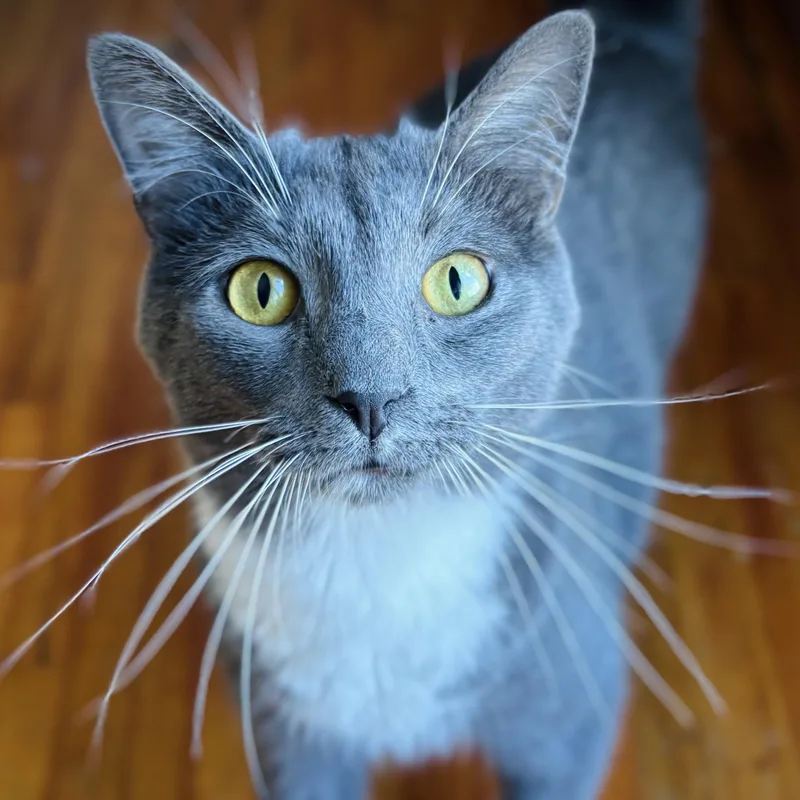 A young medium-sized male Gray & White Domestic Short Hair cat named Paul for adoption in Buffalo, NY