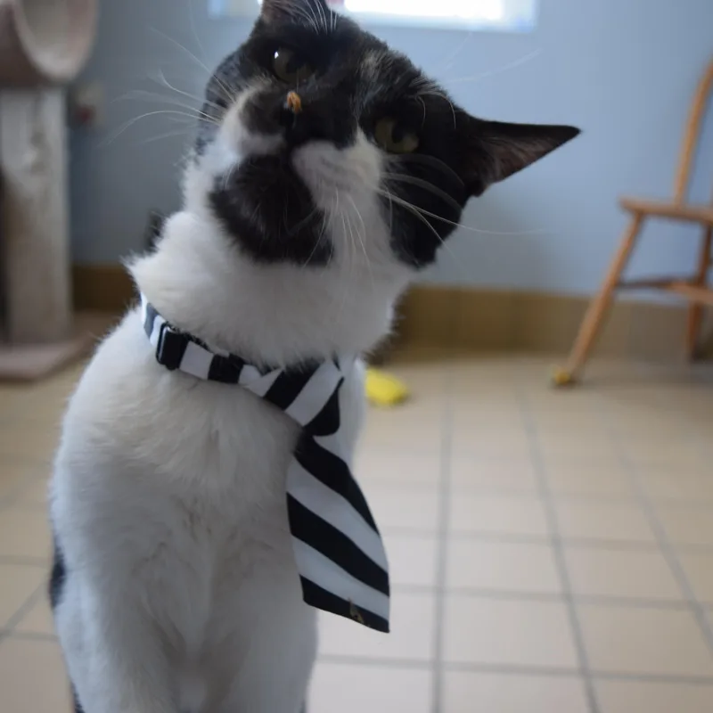 An adult medium-sized male Black & White / Tuxedo Domestic Short Hair cat named Batman for adoption in Norwich, NY
