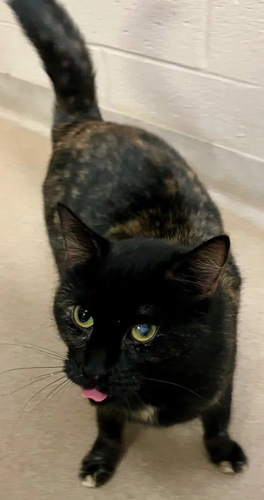 A young medium-sized female Domestic Short Hair cat named Cha Cha for adoption in Lima, OH