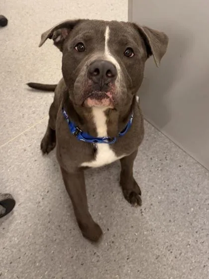 A young medium-sized male Gray / Blue / Silver Pit Bull Terrier dog named Strom for adoption in Cleveland, OH