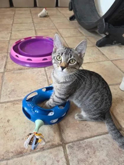A baby small-sized female Domestic Short Hair cat named Samantha for adoption in Bloomsburg, PA