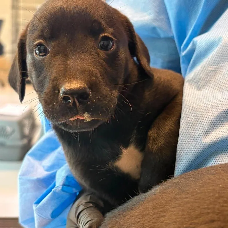A baby small-sized female Black Mixed Breed dog named Dimples for adoption in Huntington, WV