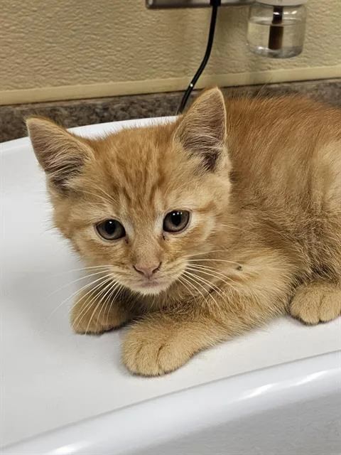 A baby medium-sized male Orange / Red Domestic Short Hair cat named Wasabi for adoption in Clyde, NC