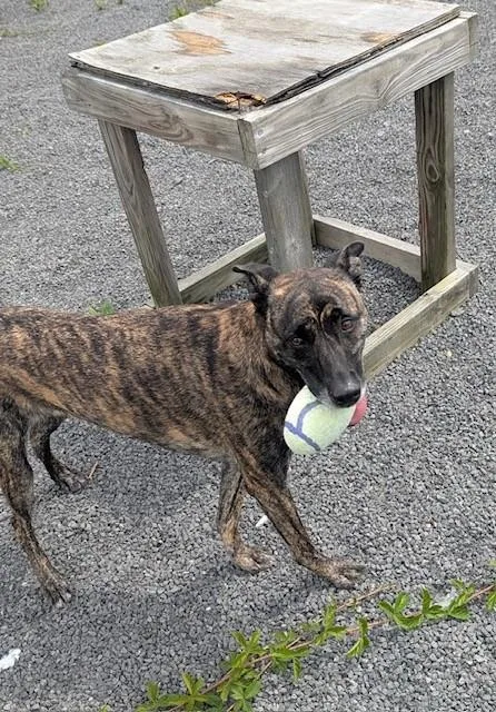 An adult medium-sized female Brindle Greyhound dog named Vegas for adoption in Oakland, MD