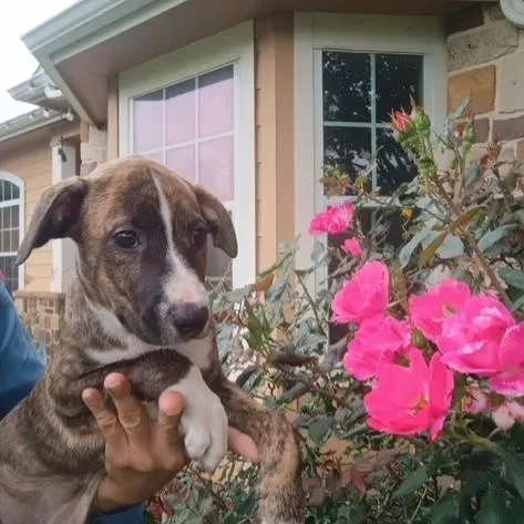 Romeo  Charming Brindle thumbnail 2