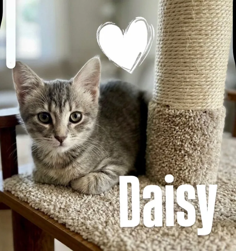 Daisy thumbnail 2