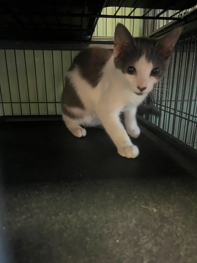 A baby medium-sized female Gray & White Domestic Short Hair cat named Mariah for adoption in Broomall, PA