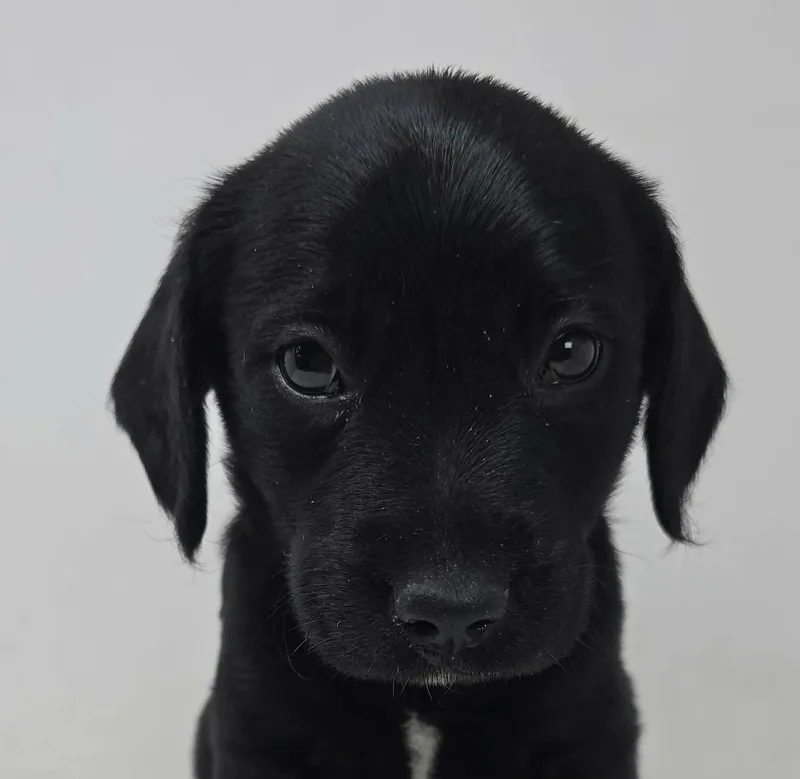 A baby medium-sized male Black Labrador Retriever dog named Wild Again for adoption in Newport, TN