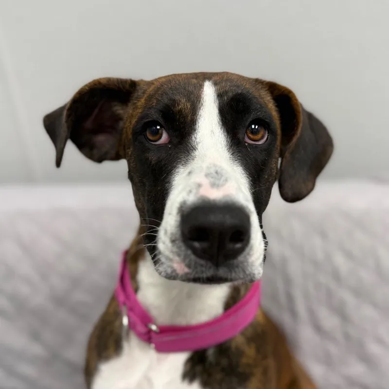 A young medium-sized female Brindle Boxer dog named Ginger for adoption in Monticello, IA