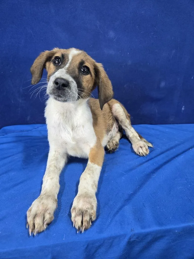 A baby large-sized female Mixed Breed dog named Barley for adoption in Ruston, LA