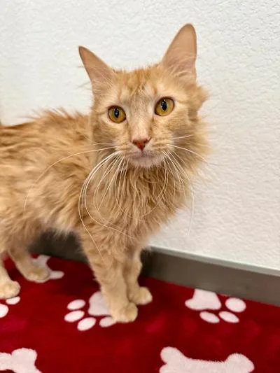A young medium-sized female Orange / Red Domestic Medium Hair cat named Bubbles for adoption in Las Vegas, NV