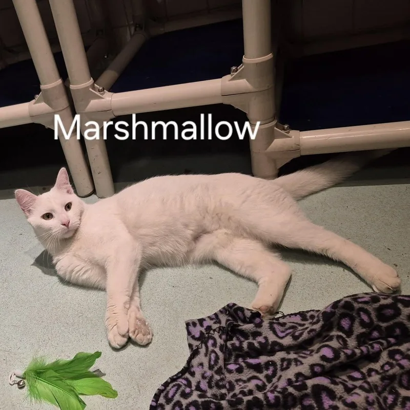 Marshmallow thumbnail 2