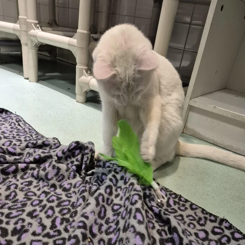 Marshmallow thumbnail 3