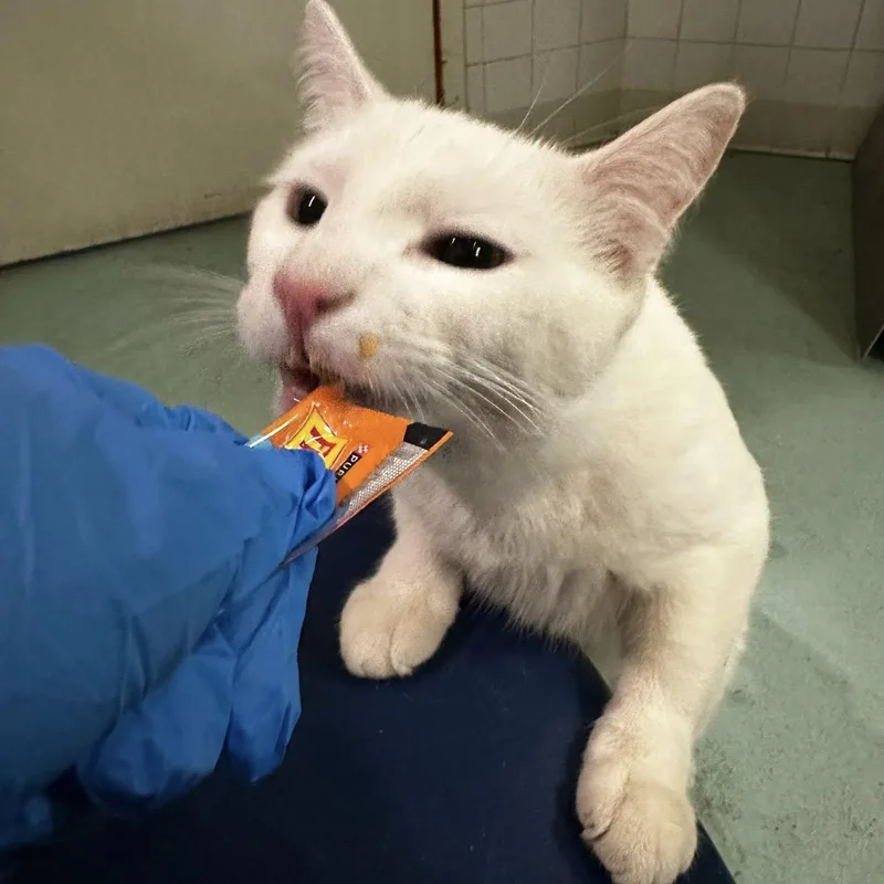 Marshmallow thumbnail 4