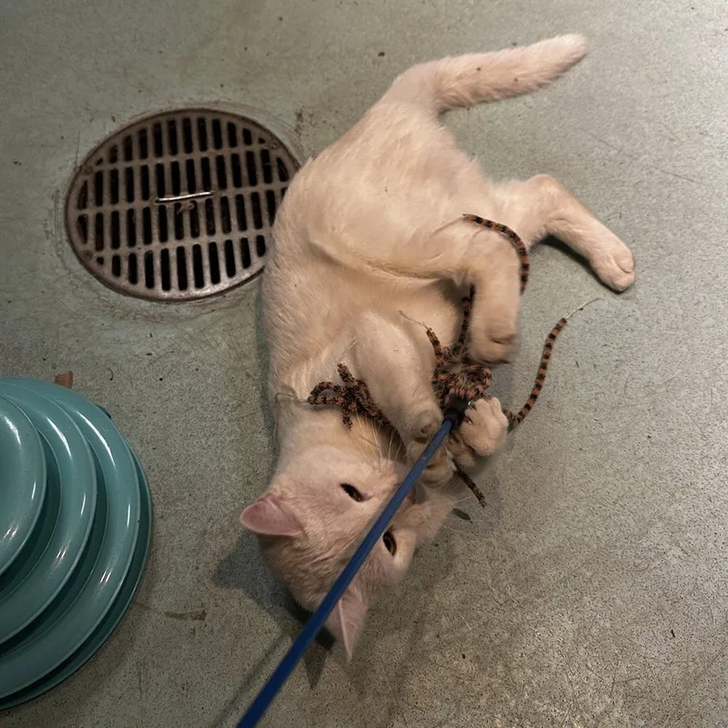 Marshmallow thumbnail 5