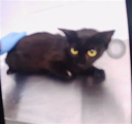 A young small-sized female American Shorthair cat named A for adoption in Charlotte, NC