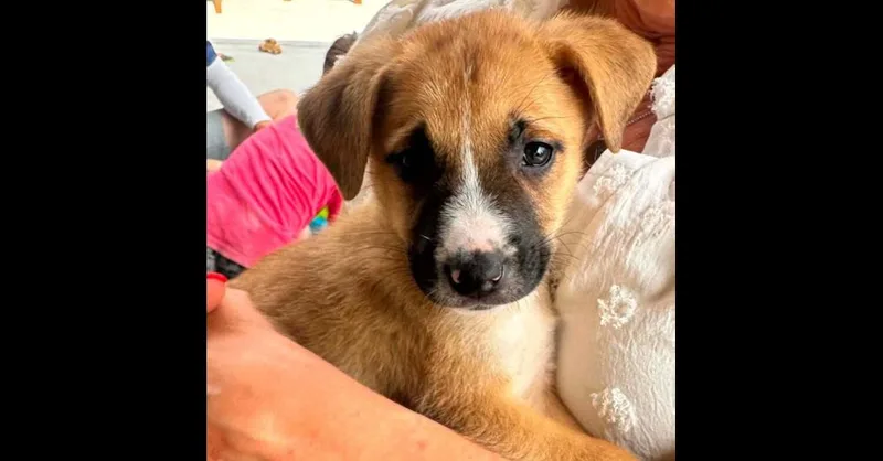 Nevada Pups: Boo thumbnail 2