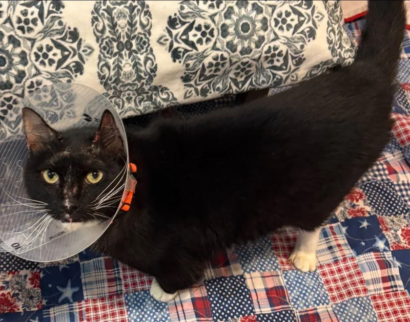 A senior medium-sized male Black & White / Tuxedo Domestic Short Hair cat named Arizona for adoption in Mesquite, TX