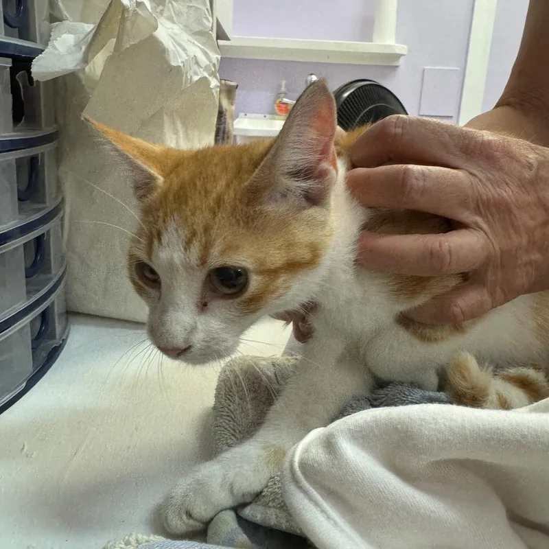 A baby medium-sized male Orange / Red Domestic Short Hair cat named Tabasco for adoption in Blairsville, GA