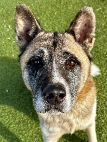 An adult large-sized female White / Cream Mixed Breed dog named Hina for adoption in Wichita, KS