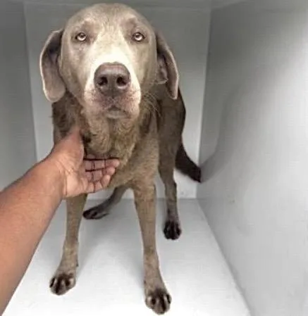 An adult medium-sized male Weimaraner dog named A for adoption in Houston, TX