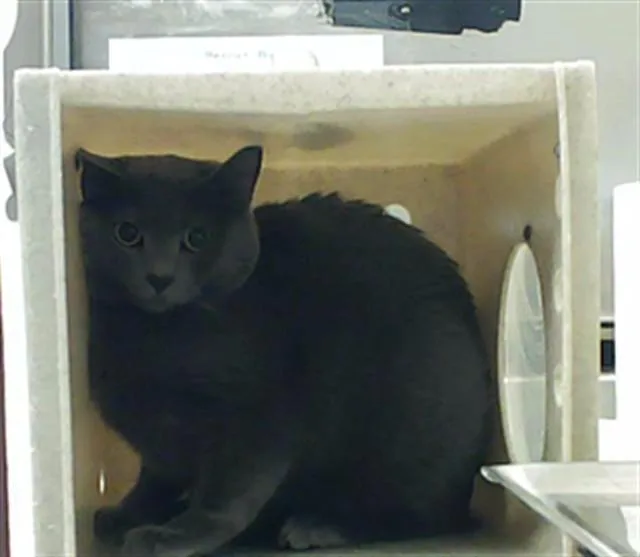 A young small-sized male Domestic Short Hair cat named Lint Eastwood for adoption in Fayetteville, NC