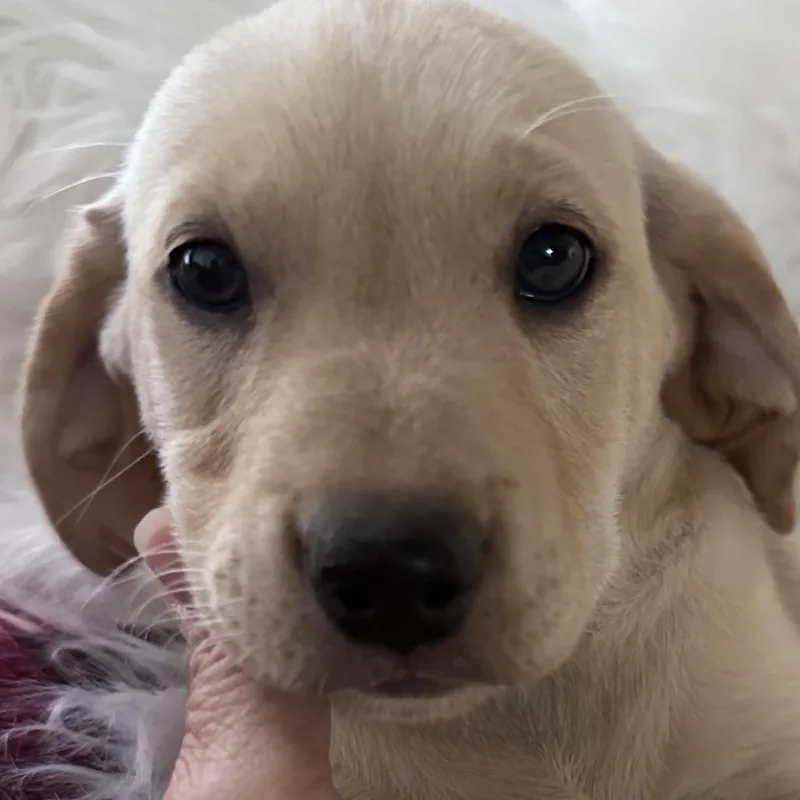 Sophia thumbnail 3