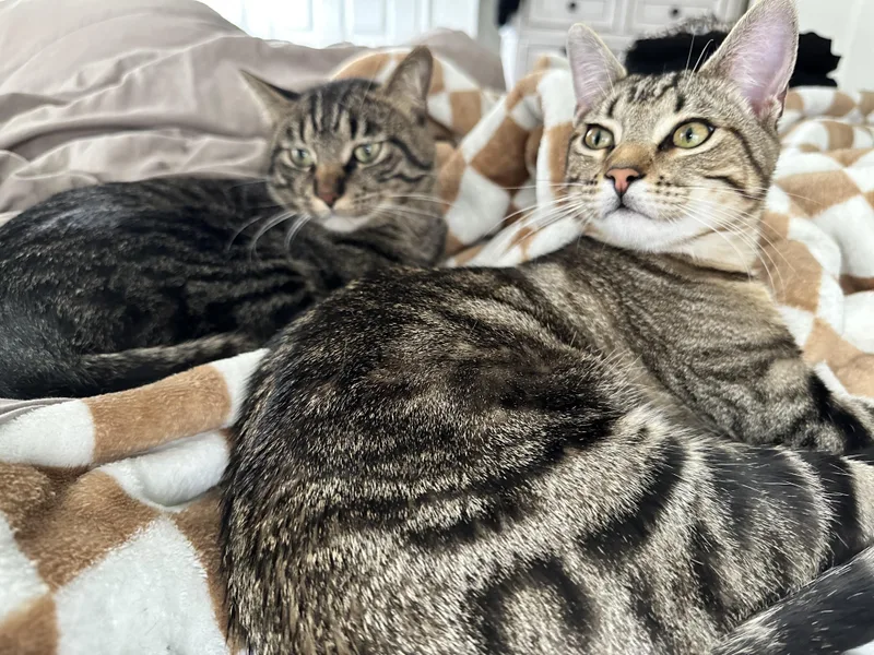 An adult medium-sized male Tabby cat named Rouger for adoption in Bremerton, WA