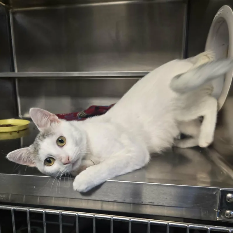 A young medium-sized male White Domestic Short Hair cat named Doodlebob for adoption in Watertown, WI