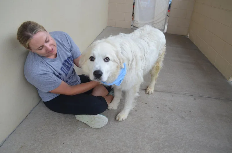 An adult large-sized male Great Pyrenees dog named Zoran for adoption in McKinney, TX