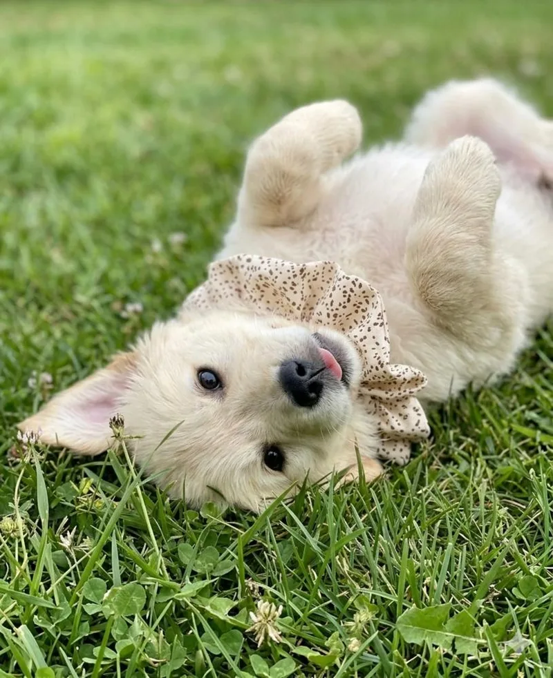A baby medium-sized female Golden Retriever dog named Tiki for adoption in Crown Point, IN