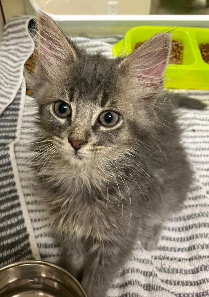 A baby medium-sized male Domestic Short Hair cat named Yahtzee for adoption in Christiansburg, VA