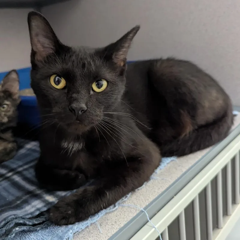 An adult medium-sized female Black Domestic Short Hair cat named Violet for adoption in Evansville, IN