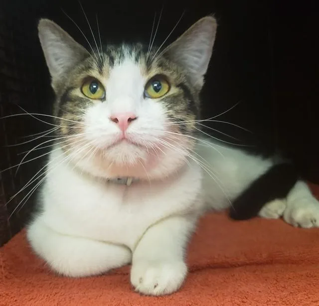A young small-sized male Domestic Short Hair cat named Schroeder for adoption in Tucson, AZ