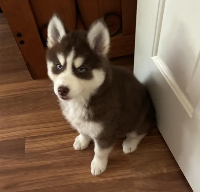 A baby medium-sized female Siberian Husky dog named Belle Pup for adoption in Sumter, SC