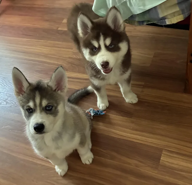 Belle Pup thumbnail 2