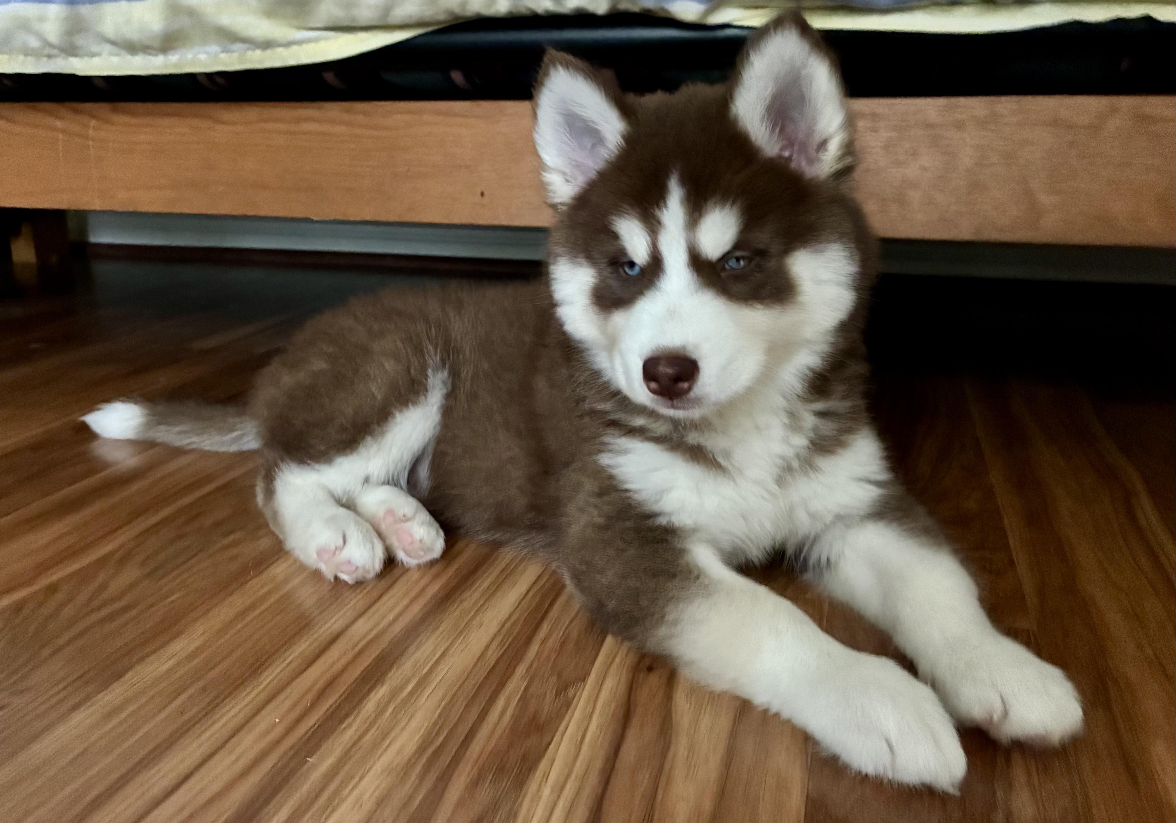 Belle Pup thumbnail 3