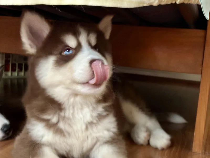 Belle Pup thumbnail 4