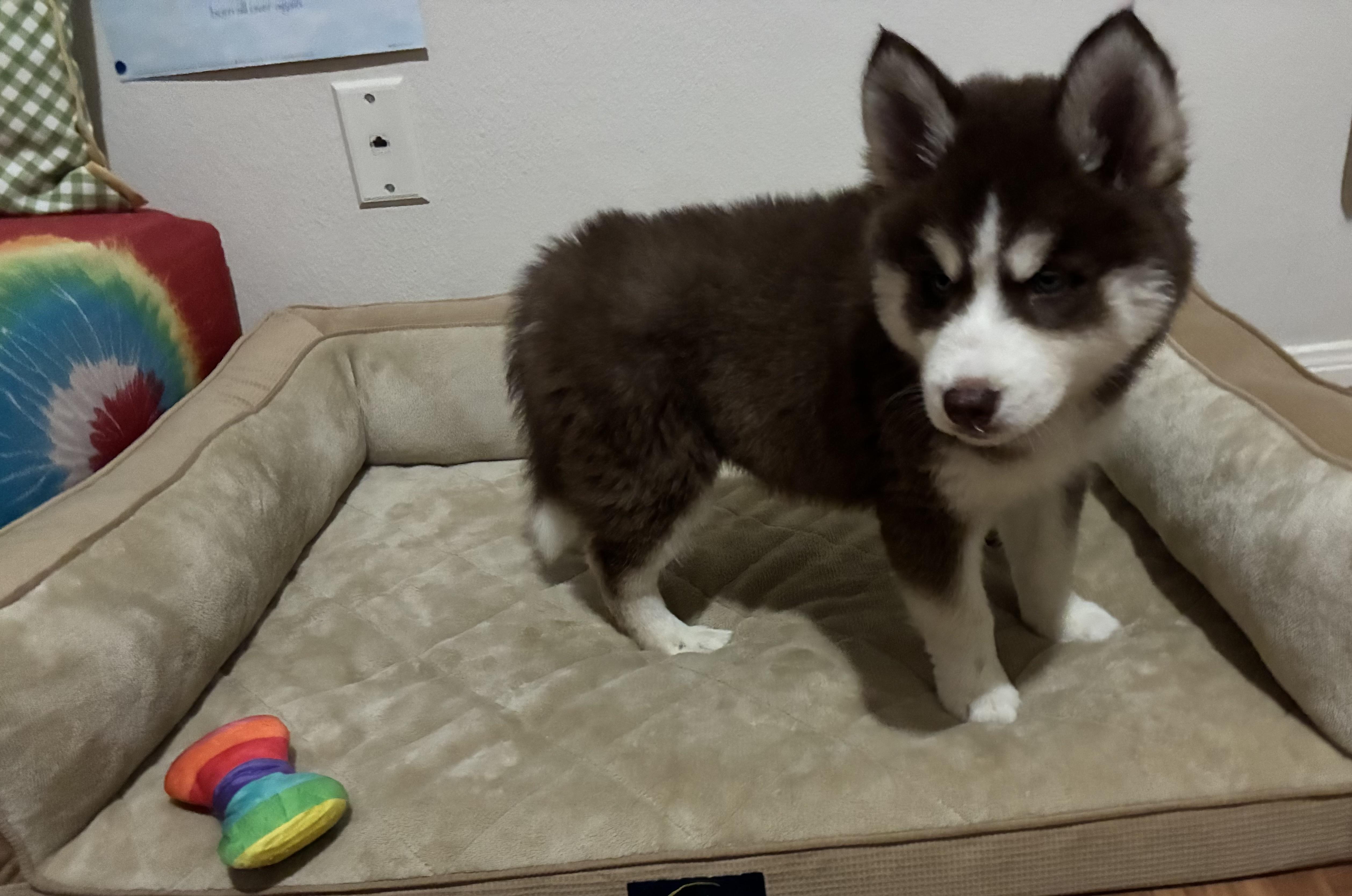 Belle Pup thumbnail 5