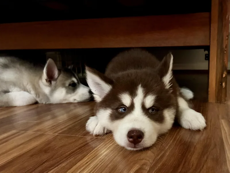 Belle Pup thumbnail 6