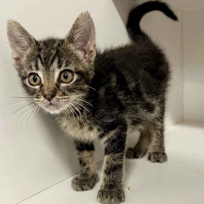 A baby small-sized male Brown / Chocolate Domestic Short Hair cat named Archibald for adoption in St Joseph, MO