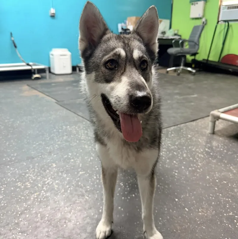An adult large-sized female Siberian Husky dog named Jiska for adoption in Parrish, FL