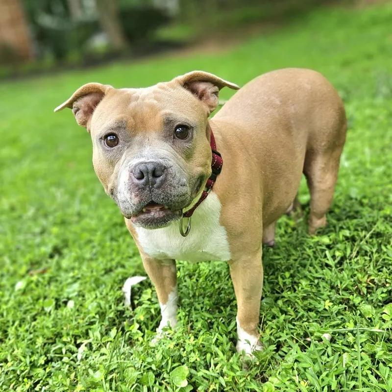 An adult medium-sized female Yellow / Tan / Blond / Fawn English Bulldog dog named Miss Piggy for adoption in Fairfax Station, VA