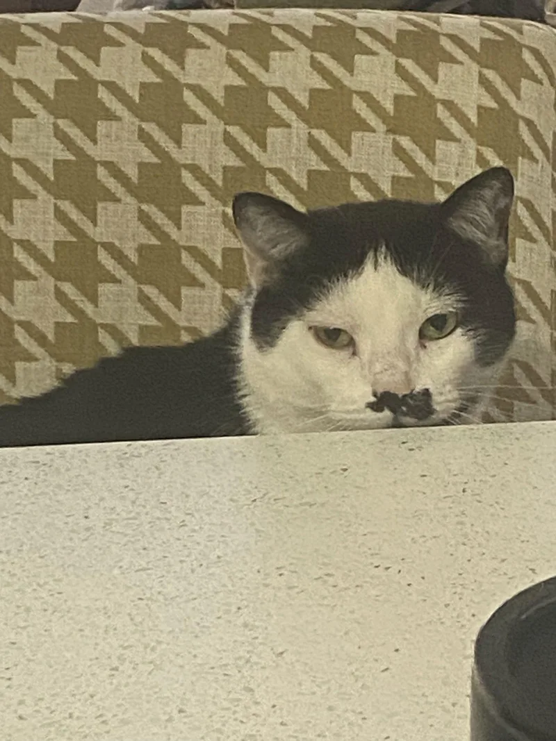 Coconut Milk thumbnail 2