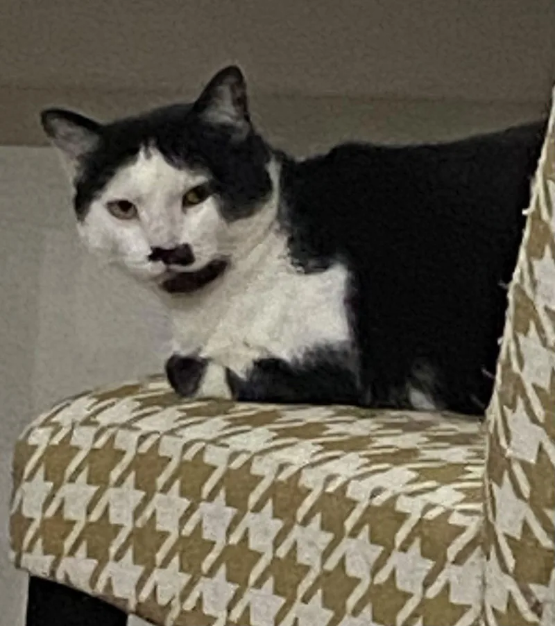 Coconut Milk thumbnail 3