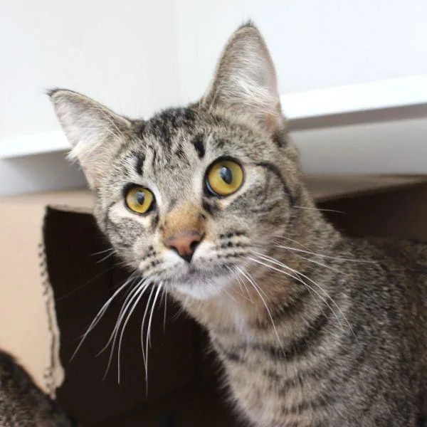 A young small-sized female Domestic Short Hair cat named Meg Bonded Buddy for adoption in Des Moines, IA