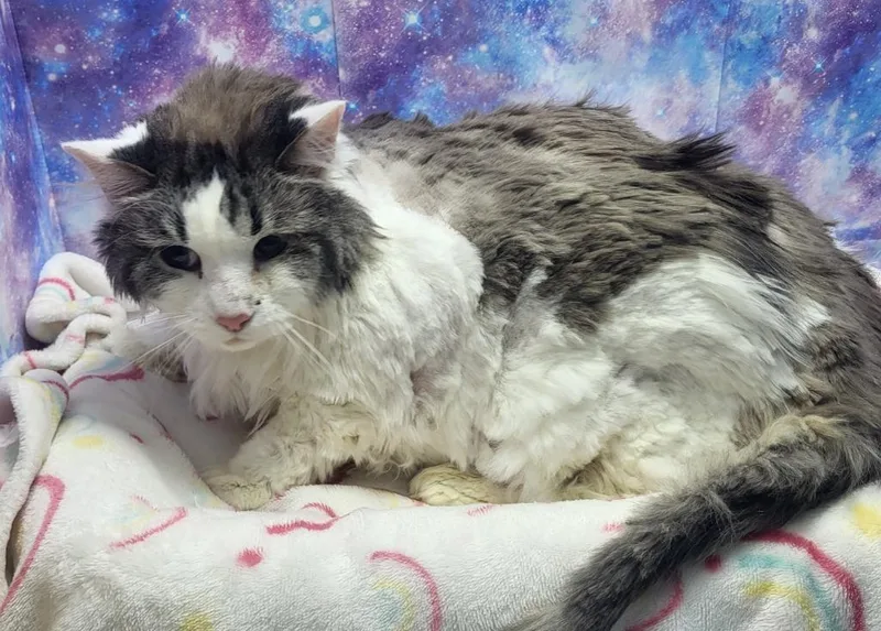 An adult small-sized female Domestic Long Hair cat named Lucy for adoption in Washington Court House, OH