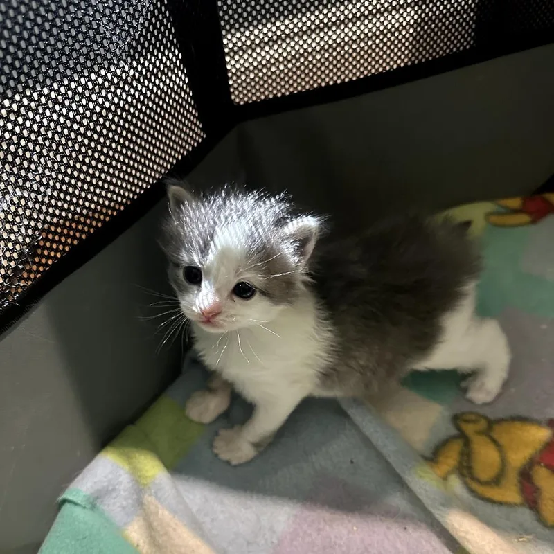 A baby small-sized female White Domestic Short Hair cat named Fauna for adoption in Pasadena , MD