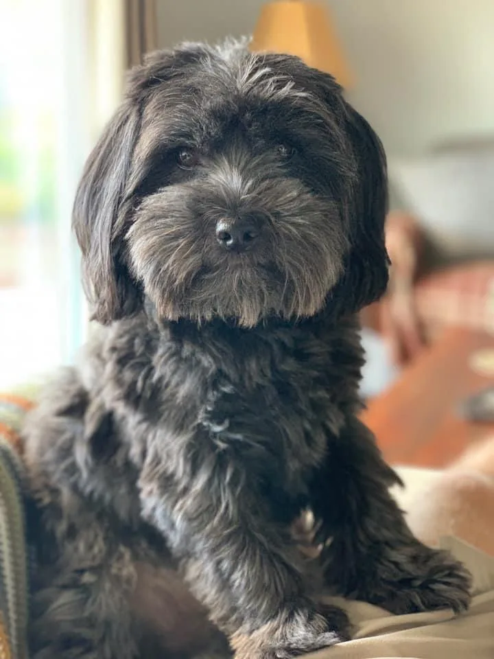 Chewie thumbnail 4